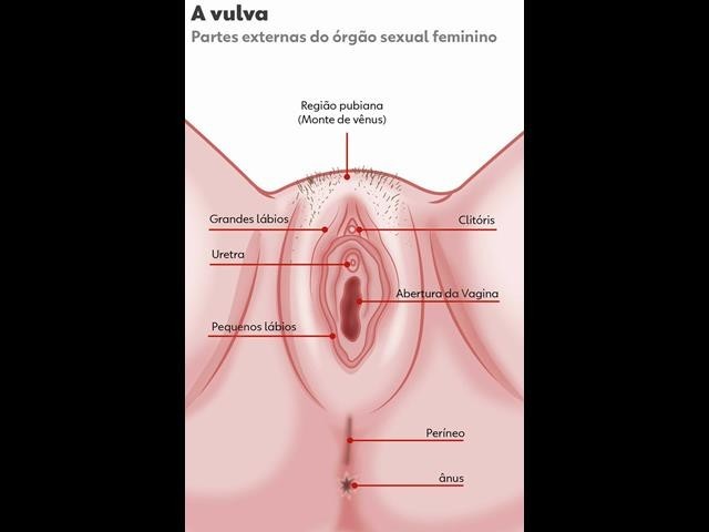Você conhece sua pepeca? Saiba tudo sobre vagina, vulva e região íntima  feminina, Saúde da Mulher