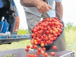 Cultivo orgânico de acerola resiste à crise no sertão do Ceará