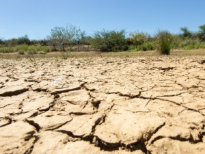 Desertificação atinge 13% do semiárido brasileiro e ameaça conservação da caatinga