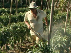 72 fazendas e comércios no CE são autuados por uso ilegal de agrotóxico