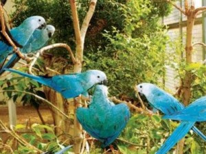 Acordo trará 50 ararinhas-azuis ao Brasil