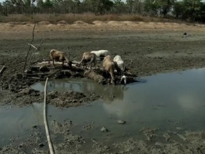 Açudes do Ceará estão com 6% da capacidade de armazenamento