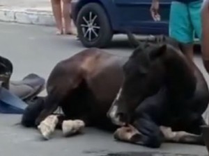 AGRESSÃO: Égua agoniza no Centro de Milagres após espancamento