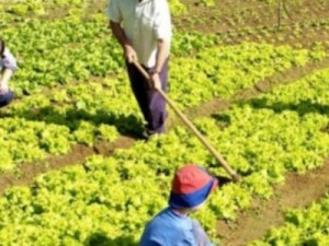 Agricultores de Barbalha estão sem receber pagamento da merenda escolar