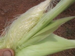 Agricultores de seis cidades do Ceará recebem garantia-safra em dezembro