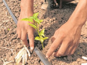 Agricultores do Ceará apostam no plantio de pimenta para conquistar o mercado