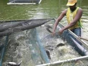Agricultores realizam nesta terça despesca de uma tonelada de tilápias