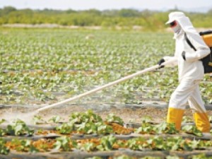 AGROTÓXICOS 16 propriedades rurais são autuadas no Cariri