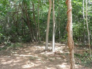 Alunos do projeto Pau Mirim participam de aula de campo