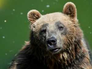Americano morre em ataque de urso pardo