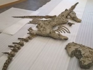 Análise de fóssil raro de monstro jurássico aponta para descoberta de nova espécie