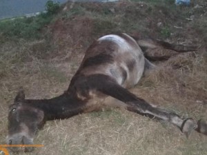 Animal amanhece morto na Avenida 17 de Agosto