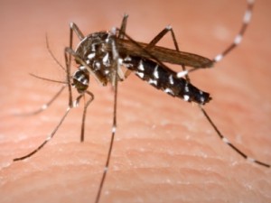 Anvisa aprova primeira vacina contra a dengue