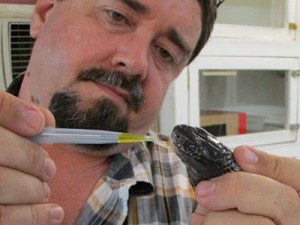 Após sobreviver a 6 picadas de cobra, cientista promete fórmula para antídoto 'popular'