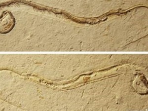 Artigo da 'Science' descreve fóssil de cobra com patas encontrado no Brasil