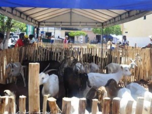 Assentamento rural de Madalena recebe R$ 189 mil para criação de caprinos