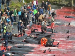 Ativistas mostram massacre de 250 baleias nas Ilhas Faroe