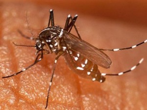 Bahia lança equipamento de teste rápido para diagnóstico de dengue