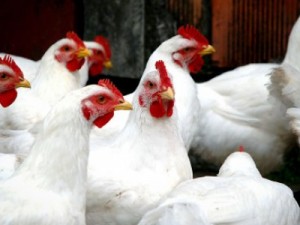 Barbalha-CE Caminhão apreendido transportando alimentos sem autorização do órgão