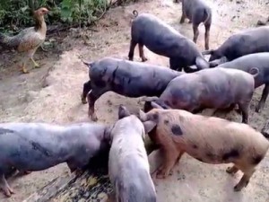 Barbalha-CE Chiqueiro de porcos volta ao foco das reclamações