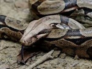 Barbalha-CE Cobra Jibóia é encontrada no Bairro Cirolandia