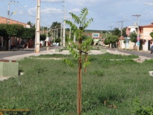 Barbalha-CE Largo Silton Luna está sendo arborizado pela SDA
