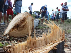 Barbalha-CE Pau de Bandeira hoje à tarde no Sítio Coité