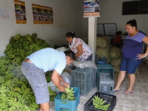 Barbalha-CE Prefeitura via PAA continua distribuindo alimentos saudáveis a população
