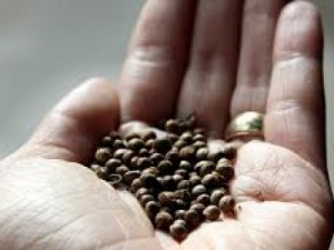 Barbalha-CE Prisão por mandado judicial e apreensão droga