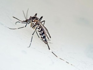 Barbalha-CE Vigilância Sanitária apresenta ao prefeito plano de combate ao Aedes Aegypti