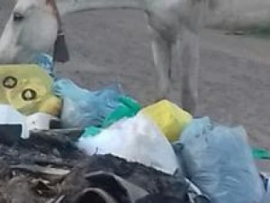 Barbalhenses pedem ação contra animais soltos e limpeza pública  