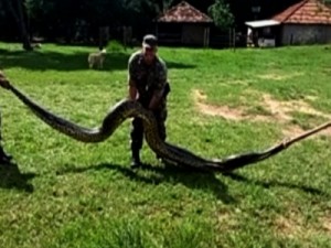Batalhão Ambiental captura sucuri de 7 metros e 150 quilos em Caçu, GO