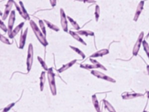 Brasileiros descobrem doença que causou 2 mortes