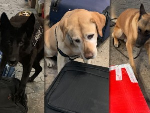 Cães farejadores descobrem cocaína em pares de tênis e em quadros no Aeroporto de Cumbica