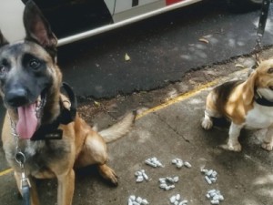 Cães farejadores encontram maconha e menor de 15 anos é detido em Araraquara