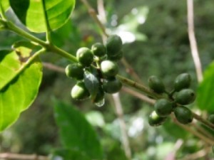 CAFÉ VERDE Rota pretende aquecer economia