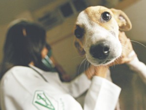 Calazar já provocou 8 óbitos neste ano no Ceará