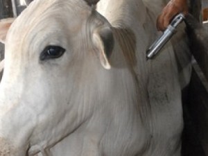 Campanha contra Febre Aftosa no CE é prorrogada até 19 de dezembro