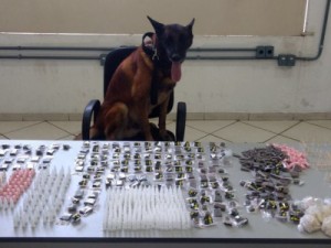 Cão Bolt encontra 1,1 mil porções de drogas em terreno baldio de Campinas