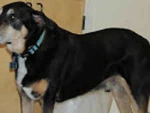 Cão fareja com sucesso 88% de cânceres na tireoide