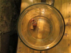 Caranguejo da Chapada do Araripe é reintroduzido na natureza