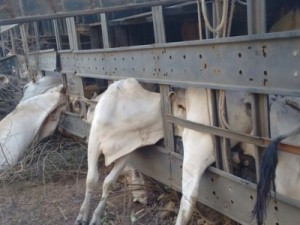 Carreta com carga de bovinos capota no município de Barro, no CE