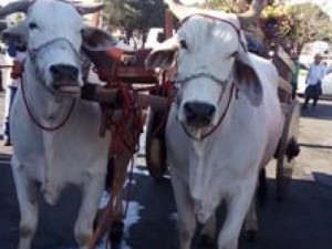 Cavalgada abre festa de Nossa Senhora em Juazeiro do Norte