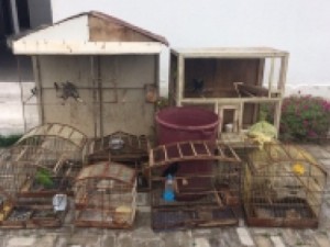 CE – Menor ameaça policias com faca ao ser apreendido por crime ambiental