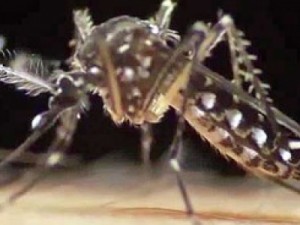 CE tem 134 casos de microcefalia no ano com suspeita de relação com zika