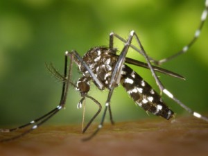 Ceará concentra 66% do total de casos de chikungunya confirmados no Brasil em 2017