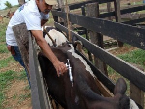 Ceará inicia 2ª etapa da Campanha de vacinação contra a Febre Aftosa