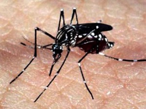 Ceará pode sofrer surto de dengue a partir de março, diz Ministério da Saúde