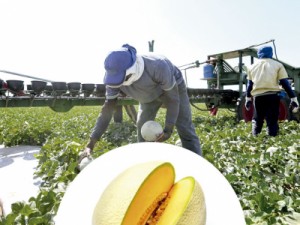 Ceará produz melão para a Europa apesar da seca