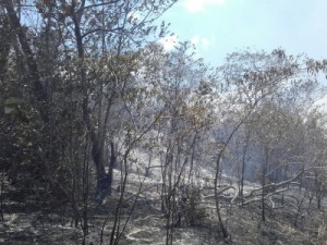 Ceará tem setembro com maior número de focos de queimadas desde 2012